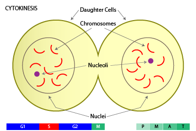Cytokinesis - Simple Cell Division